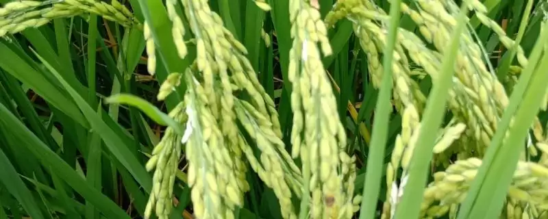 惠香8A水稻种不育系5月下旬播种要点(惠香8A水稻种不育系5月下旬播种要点)？-会东网