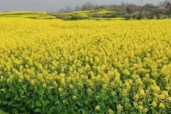 油菜高产种植技术与移栽密度确定(油菜高产咋种植及移栽密度确定)？插图2
