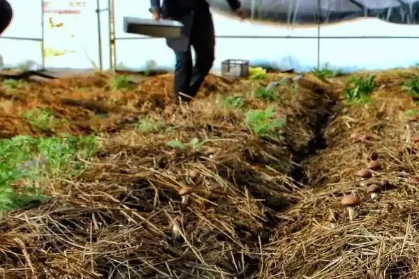 棚室内降低湿度方式介绍(棚室内降低湿度可选用无滴膜等)?插图7 棚室内降低湿度方式介绍(棚室内降低湿度可选用无滴膜等)?插图7