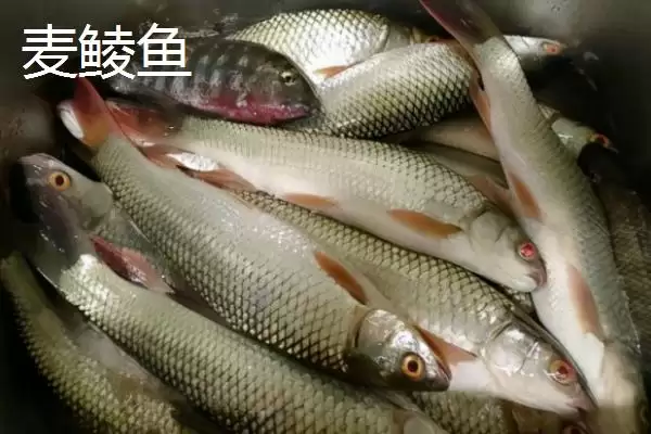 麦鲮鱼和红眼鱼区别介绍(麦鲮鱼圆鳞、吻钝、嘴阔与红眼鱼区别)?插图3 麦鲮鱼和红眼鱼区别介绍(麦鲮鱼圆鳞、吻钝、嘴阔与红眼鱼区别)?插图3
