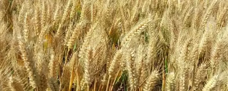 瑞华麦568小麦种生育期情况(瑞华麦568全生育期227.1天)？-会东网