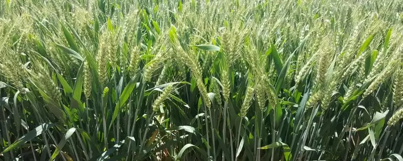 富麦668小麦种子情况、所属类型(富麦668小麦种子介绍,属半冬性品种)?插图 富麦668小麦种子情况、所属类型(富麦668小麦种子介绍,属半冬性品种)?插图