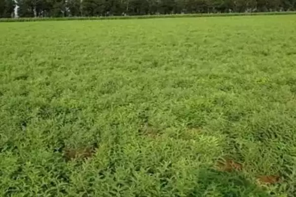 黄芪的管理方法相关要点(黄芪的管理方法,幼苗期至少要间苗2次)?插图3 黄芪的管理方法相关要点(黄芪的管理方法,幼苗期至少要间苗2次)?插图3