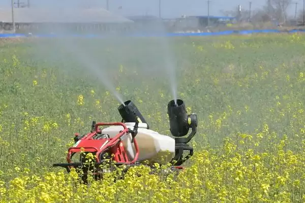 油菜高产种植技术与移栽密度确定(油菜高产咋种植及移栽密度确定)？插图3