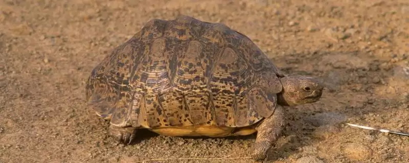 豹龟简介及曾经世界第四大陆龟情况(豹龟是什么及曾为世界第四大陆龟情况)?-会东网