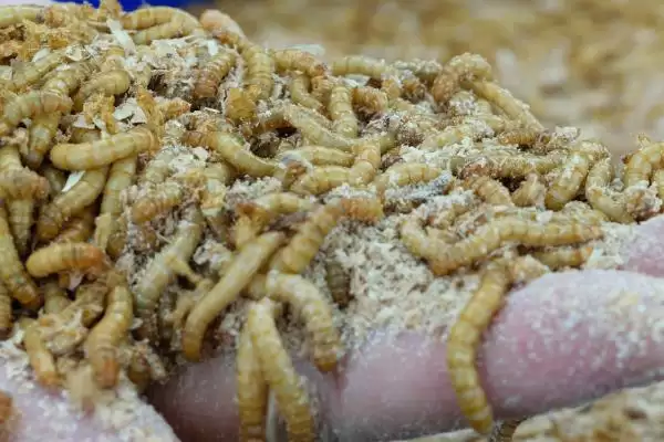 蛋白虫变成甲壳虫的饲养方法(蛋白虫变成甲壳虫怎么饲养,需配备网筛供成虫产卵使用)?插图2 蛋白虫变成甲壳虫的饲养方法(蛋白虫变成甲壳虫怎么饲养,需配备网筛供成虫产卵使用)?插图2