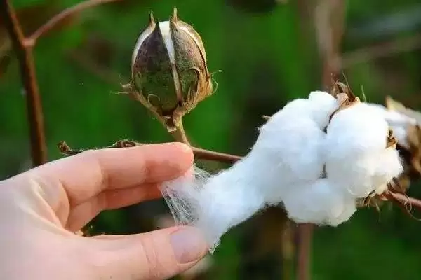 南农881棉花种子品种属性(南农881单价转抗虫基因常规春棉)？插图2