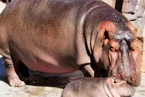 河马能否私人养殖相关情况(河马能否私人养殖,属于危险动物不能私人养殖)?插图3 河马能否私人养殖相关情况(河马能否私人养殖,属于危险动物不能私人养殖)?插图3