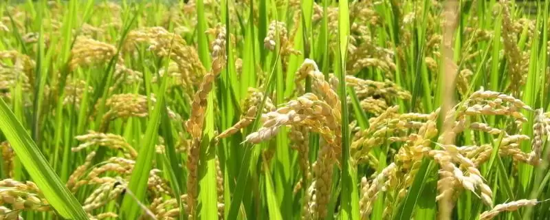 济优1127水稻种子全生育期112.0天详情(济优1127水稻种子112.0天生育期详情)?-会东网