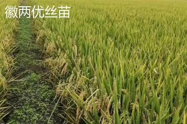 杂交水稻和普通水稻区别及分析(杂交水稻和普通水稻有啥区别及分析)？插图5