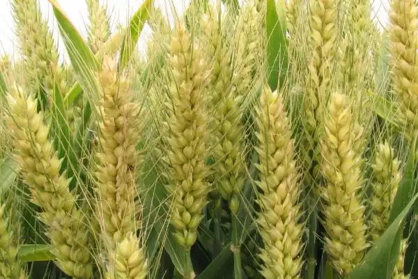 莘麦808小麦种子基本苗情况(莘麦808每亩基本苗18-20万)？插图3