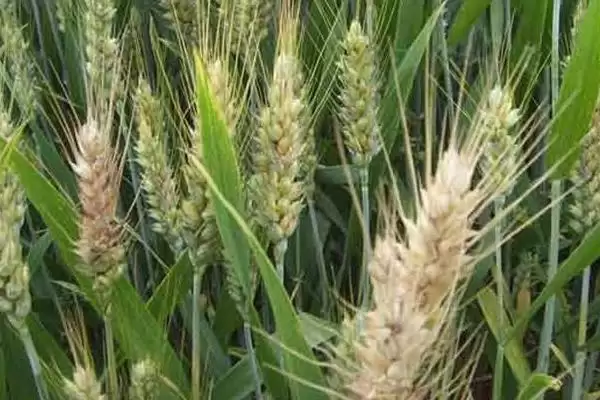小麦穗尖发白原因及低温冻害等因素(小麦穗尖发白为啥及相关因素)？插图3