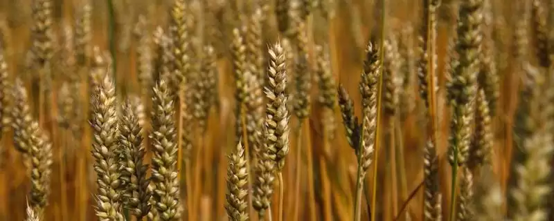 临远8号小麦种子情况及防虫要点(临远8号需防蚜虫)?-会东网