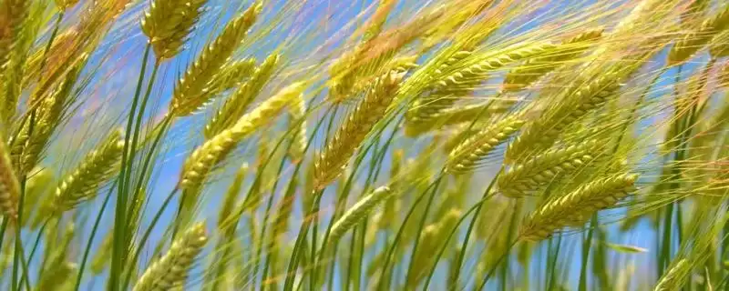 丰源春3号小麦种子特征特性、抗病能力(丰源春3号小麦种子特征特性，高抗白粉病)？-会东网