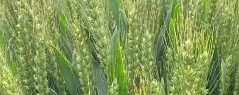 中育1628小麦品种简介与半冬性品种(中育1628小麦品种简介及半冬性品种)?-会东网