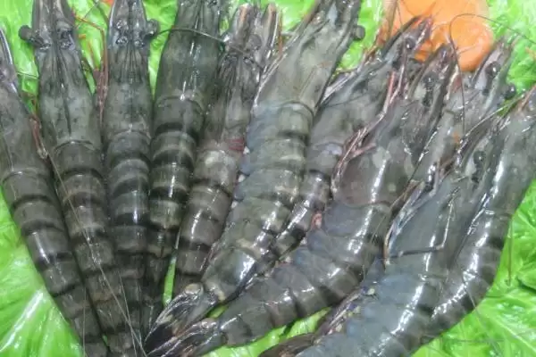 草虾产地及在我国分布广泛情况(草虾的产地在哪及在我国分布情况)？插图1