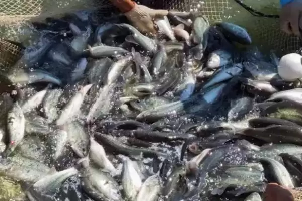 淡水鲈鱼的养殖具体方法(淡水鲈鱼如何养殖,需根据水色和透明度及时加注新水)?插图1 淡水鲈鱼的养殖具体方法(淡水鲈鱼如何养殖,需根据水色和透明度及时加注新水)?插图1