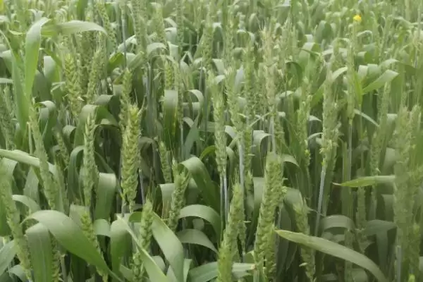 菏麦32小麦种子特征特性、播种要求(菏麦32小麦种子特征特性,推行足墒播种)?插图3 菏麦32小麦种子特征特性、播种要求(菏麦32小麦种子特征特性,推行足墒播种)?插图3