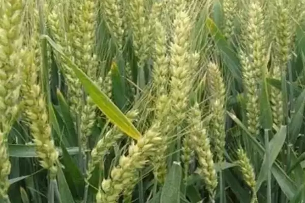 齐麦2号小麦品种基本苗情况(齐麦2号每亩基本苗18万左右)?插图2 齐麦2号小麦品种基本苗情况(齐麦2号每亩基本苗18万左右)?插图2