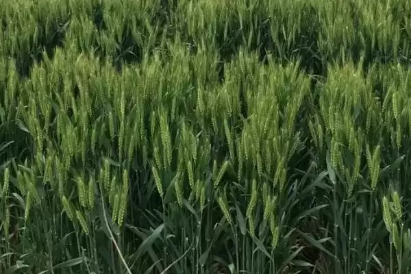 晋麦89号小麦品种特性、病虫害防治(晋麦89号小麦品种的特性,后期及时防治蚜虫)?插图1 晋麦89号小麦品种特性、病虫害防治(晋麦89号小麦品种的特性,后期及时防治蚜虫)?插图1