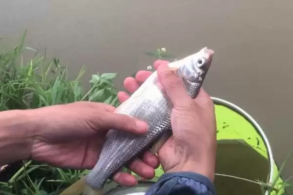 钓黄尾鱼的适宜天气相关情况(钓黄尾鱼的适宜天气,无风无雨时可外出垂钓)?插图2 钓黄尾鱼的适宜天气相关情况(钓黄尾鱼的适宜天气,无风无雨时可外出垂钓)?插图2