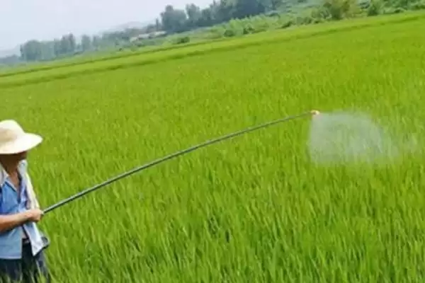 烯草酮使用效果最佳时期及说明(在什么时候用烯草酮效果好及说明)？插图3