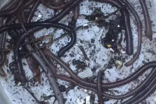 钓鱼用大蚯蚓和小蚯蚓对比(钓鱼用大蚯蚓好还是小蚯蚓好,各有优势)?插图2 钓鱼用大蚯蚓和小蚯蚓对比(钓鱼用大蚯蚓好还是小蚯蚓好,各有优势)?插图2