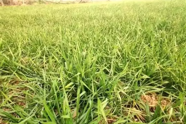 小麦断根方法及越冬前开始操作要点(小麦断根咋做及越冬前操作要点)?插图2 小麦断根方法及越冬前开始操作要点(小麦断根咋做及越冬前操作要点)?插图2