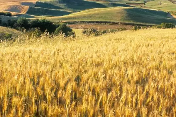 金钻九号小麦的特征特性、生育期(金钻九号小麦的特征特性，平均生育期为234天)？插图5
