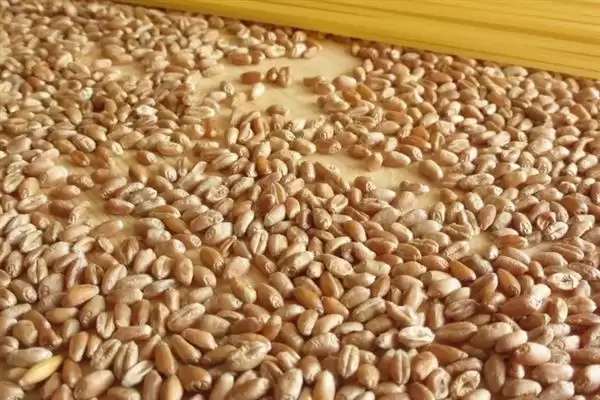 普通小麦比重介绍(一级小麦容重在790g/L以上)?插图4 普通小麦比重介绍(一级小麦容重在790g/L以上)?插图4