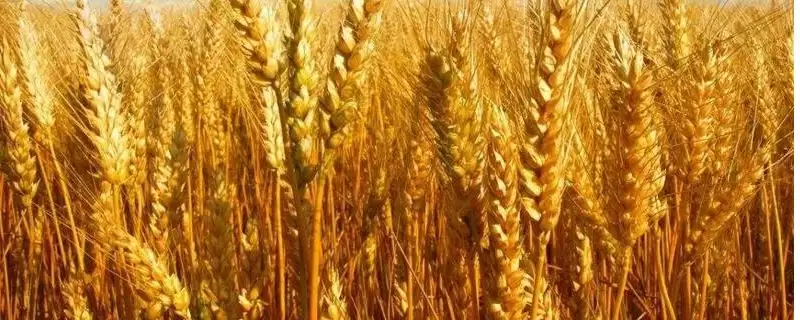 金钻九号小麦的特征特性、生育期(金钻九号小麦的特征特性，平均生育期为234天)？-会东网