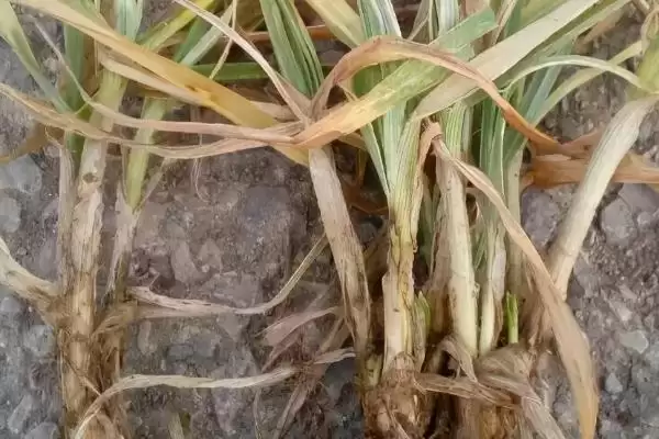 小麦病虫害种类及不同症状详细介绍(小麦病虫害有哪些及症状)？插图5