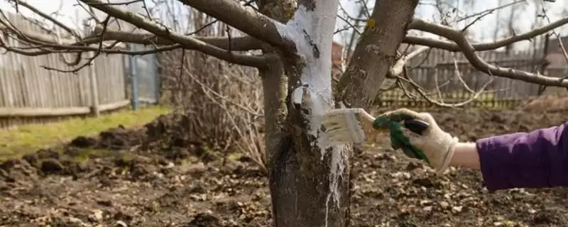 软枣猕猴桃北方过冬方法(软枣猕猴桃北方入冬前需修剪、施肥)?-会东网