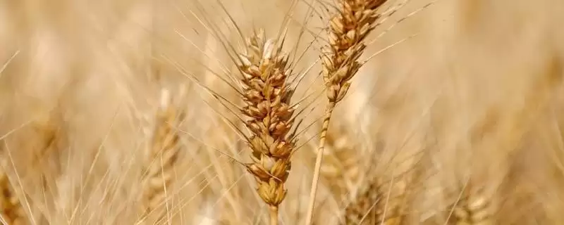 华麦829小麦种子特征特性、基本苗数(华麦829小麦种子特征特性,每亩基本苗15~18万)?-会东网
