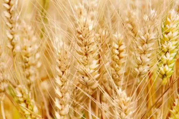 济麦38小麦种情况、病虫害防治(济麦38小麦种简介,注意防治叶锈病和纹枯病)?插图1 济麦38小麦种情况、病虫害防治(济麦38小麦种简介,注意防治叶锈病和纹枯病)?插图1