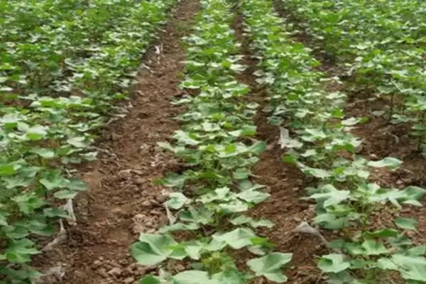 棉花苗期病害防治方法及包衣要点(怎么防治棉花苗期病害及包衣要点)?插图1 棉花苗期病害防治方法及包衣要点(怎么防治棉花苗期病害及包衣要点)?插图1