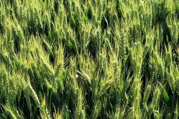 徐麦35小麦种特征特性及半冬性品种(徐麦35小麦种特征及半冬性品种)？插图3