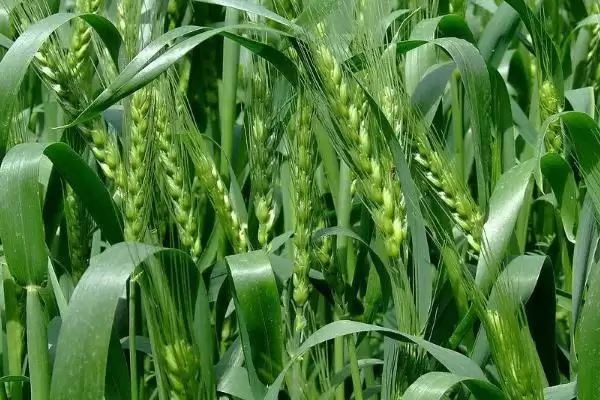 中麦86小麦种子特征特性与杂草蚜虫防治(中麦86小麦种子特征及杂草蚜虫防治)?插图3 中麦86小麦种子特征特性与杂草蚜虫防治(中麦86小麦种子特征及杂草蚜虫防治)?插图3