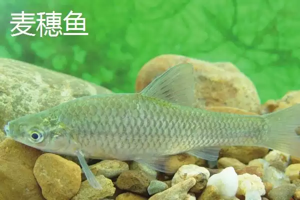 麦穗鱼简介(麦穗鱼是常见的小型淡水鱼类)?插图4 麦穗鱼简介(麦穗鱼是常见的小型淡水鱼类)?插图4