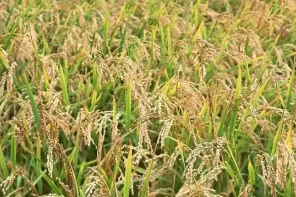 沪稻55号水稻种子全生育期160天左右详情(沪稻55号水稻种子160天左右生育期详情)？插图3
