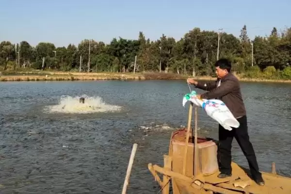 草鱼养殖方法及分级轮养等要点(草鱼如何养殖及分级轮养等要点)?插图5 草鱼养殖方法及分级轮养等要点(草鱼如何养殖及分级轮养等要点)?插图5