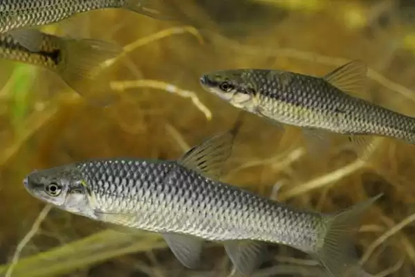 子线0.1号和0.2号区别及参数对比(子线0.1号和0.2号有啥区别及参数对比)?插图3 子线0.1号和0.2号区别及参数对比(子线0.1号和0.2号有啥区别及参数对比)?插图3