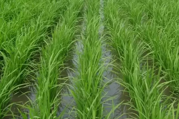 巨2优96有效穗数多少？14.5万穗，预估水稻产量插图1
