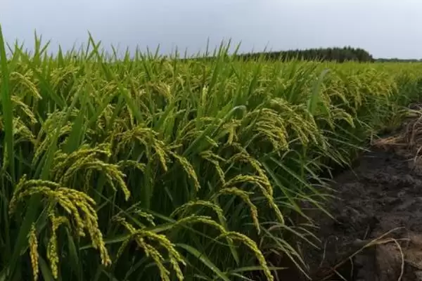 晶泰优京贵占秧田播种量？每亩15千克，精准播种插图3