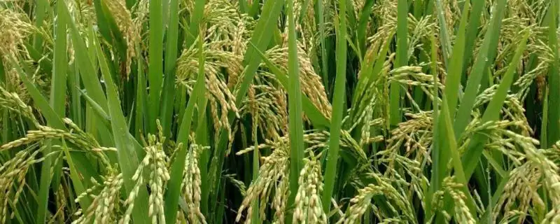 农富优一号水稻种子种植密度15×18厘米为啥?插图 农富优一号水稻种子种植密度15×18厘米为啥?插图