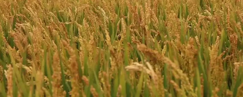 绿亿香糯水稻种为啥是晚粳常规水稻品种？-会东网