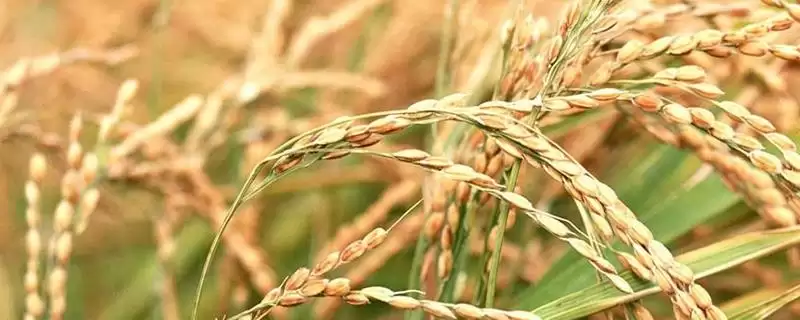 龙粳24啥时候播种？4月10-20日，把握播种时机-会东网