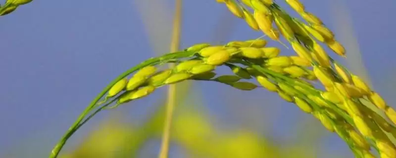 荃9优2117水稻品种综合防治病虫害有啥要点？-会东网