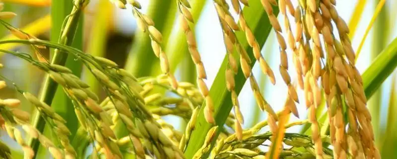 宁粳56号水稻品种全生育期154天有啥特性？-会东网