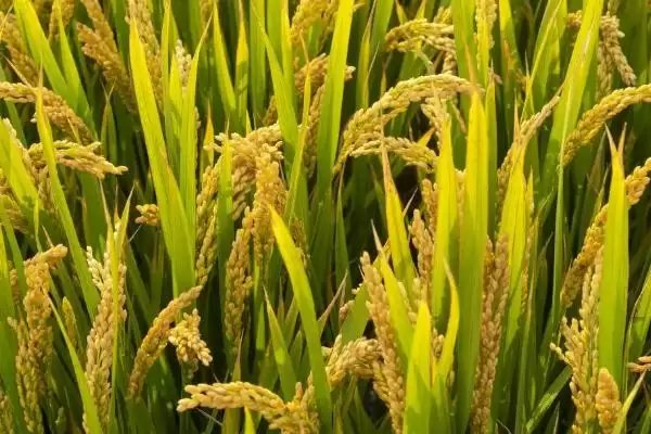 青角574水稻品种直播稻5月下旬至6月初为啥播种?插图2 青角574水稻品种直播稻5月下旬至6月初为啥播种?插图2